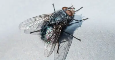 £1.17 Mint Plant Repels All Flies from Your Home This Summer