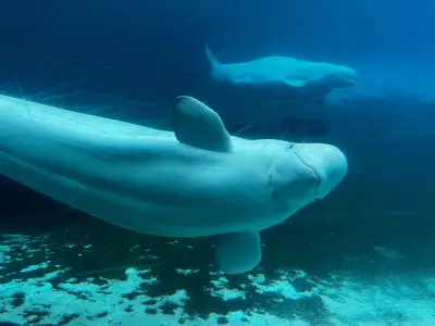 30 Belugas Stranded at Shuttered Theme Park to Be Relocated to US and Spain