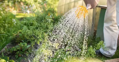 4 Gardening Jobs You Can Still Do During a Hosepipe Ban for a Thriving Summer Garden