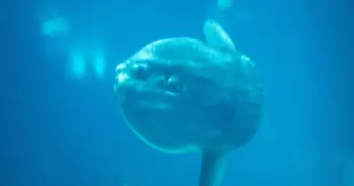 5,000-Pound Ocean Sunfish Spotted Off Brighton Coast in Rare UK Sighting