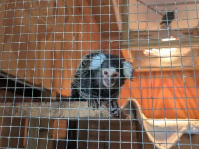 Abandoned Monkey Found in Laundry Bag on London Bus Rescued by RSPCA