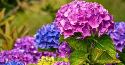 Add 1 Natural Item to Soil in July for Better Hydrangea Blooms
