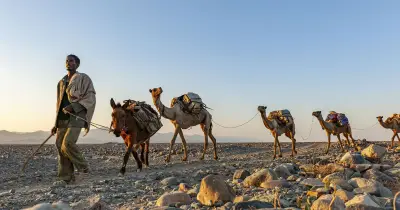Africa 50C Heatwaves Killing Camels as Blisters and Burns Rise