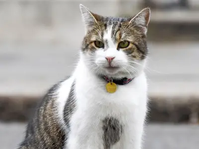 Andy Burnham's dog Axel banned from No 10 over Larry the cat