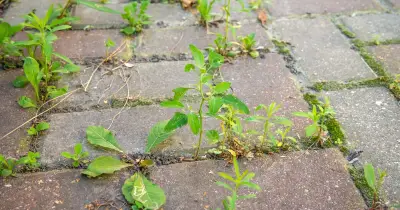 Baking soda kills driveway weeds naturally: cheap kitchen staple
