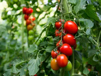Boost Tomato Growth with Banana Peel Fertiliser: Expert Tips