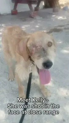 Brave Dog Who Lost Half Her Face to Gunshot Seeks Forever Home in UK