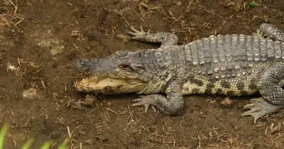 Carers of Man Who Threw Boy into Crocodile Enclosure Were on Phones