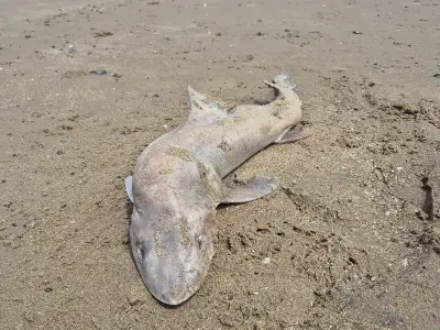 Critically Endangered Shark Washes Up on Welsh Beach