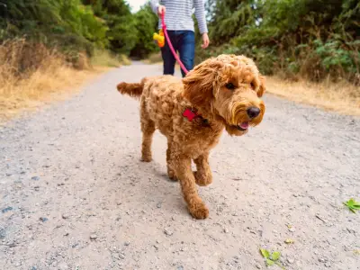 Dog Owners Reveal Perfect Walk Features and Best UK Routes