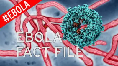 Ebola Symptoms Amid London Hospital Scare as Outbreak Kills 1,000