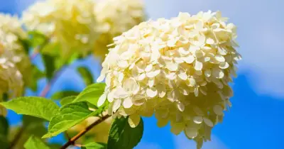 Evening Check Prevents Hydrangea Wilting in Summer Heat