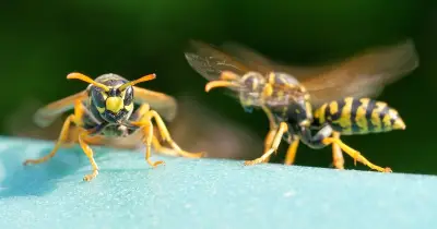 Four essential oils to keep wasps away from gardens this summer