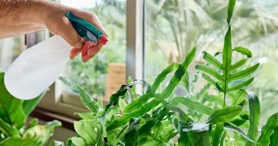 Garden expert's 50p garlic spray repels flies and ants naturally