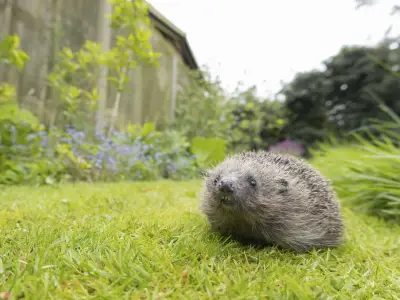 Gardeners Warned: Slug Pellets Deadly to Hedgehogs at Extinction Risk