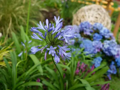 Gardening Expert: 3 Plants That Thrive Without Watering in UK Heat
