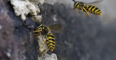 How to keep wasps away from your home with citrus peels
