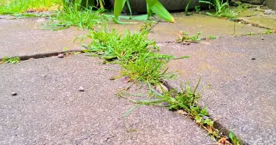 I Stopped Patio Weeds in 5 Minutes Using Boiling Water from My Kettle