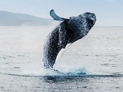 Icelandic cruise with waterfalls and whales sails from Liverpool next summer