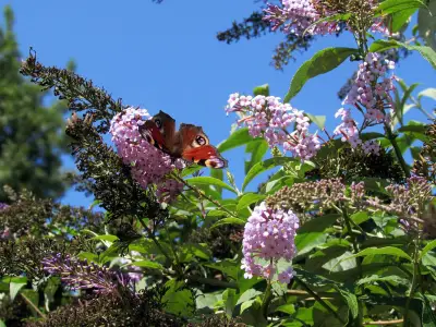 Invasive Buddleia Plant Causes Up to £1 Million in Property Damage Across UK