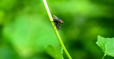 Keep Flies Away From Your Garden With Coffee Grounds and Bicarbonate of Soda