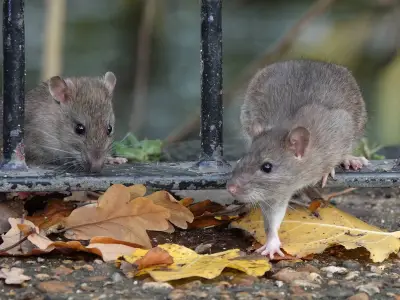Keep Rats Out of Your Home This Summer with a 36p Asda Product
