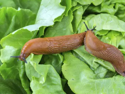Keep Slugs and Snails Out of Your Garden with These Tips