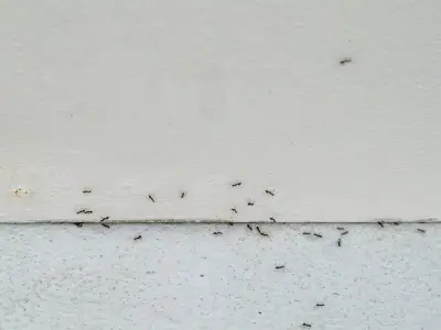 Kill Ants at the Source with 5p Trick That 'Really Works' to Eliminate Nest