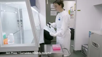 Koala Gets World-First Chlamydia Vaccine Implant in Breakthrough