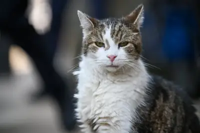 Larry the Cat to Stay as Chief Mouser Despite Starmer's Departure