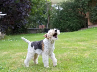Legal Rights: Neighbour's Dog Barking Too Much