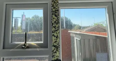 Llanelli Plagued by 'Biblical' Fly Infestation, Residents 'Physically Sick'