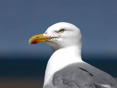 Man allegedly punches seagull in front of children after it tried to steal food