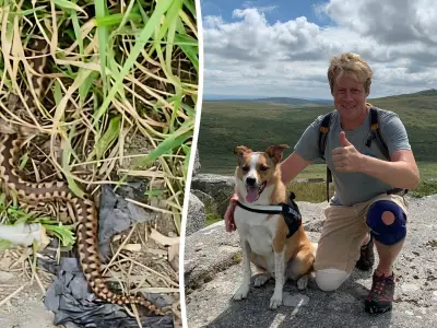 Man rushed to hospital after adder bite at home in Cornwall