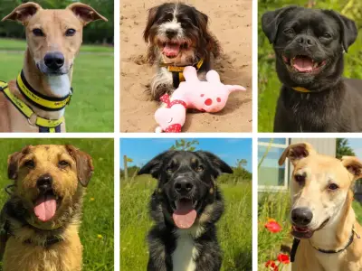 Meet 27 Dogs Waiting for Forever Homes at Darlington Dogs Trust