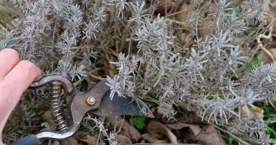 Monty Don Reveals Best Time to Prune Lavender to Avoid Woody Plants
