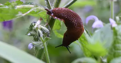 Monty Don's Natural Way to Keep Slugs Away from Plants All Year