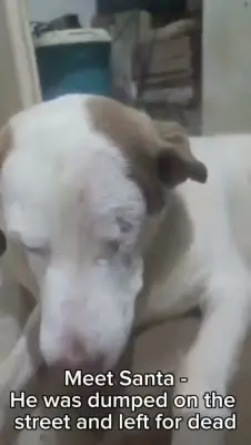 One-Eyed Cancer Survivor Dog Santa Seeks Loving UK Home After Abandonment