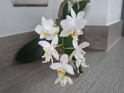Orchids Flower Year-Round With One Simple Annual Care Routine