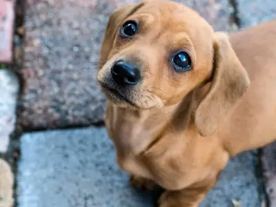 PDSA Warns 'Bad' Dog Behaviour Often Signals Stress, Not Naughtiness