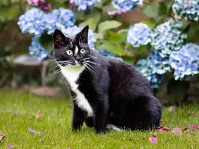 Pet Owners Warned: 5 Summer Plants That Could Poison Cats and Dogs