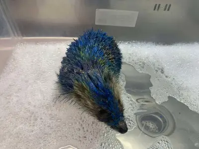 Police Slam 'Appalling' Behaviour After Hedgehog Painted Blue and Yellow in Leeds