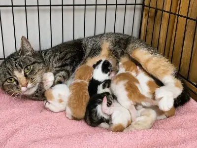 Rare Two-Faced Kitten Dies Less Than a Week After Birth
