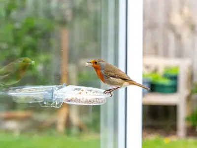 RSPB Warns Against Overfilling Bird Feeders in Summer Heat