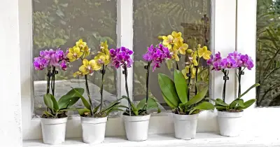 Simple method to make your orchid last longer after purchase