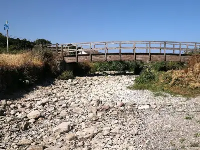 Thousands of Fish Die as Welsh River Dries Up Amid Heatwave