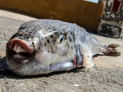 Toxic Toadfish Invades Greek Island, Bites Through Human Bone