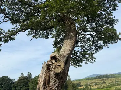 Two Scottish Trees Shortlisted for UK's Tree of the Year Award