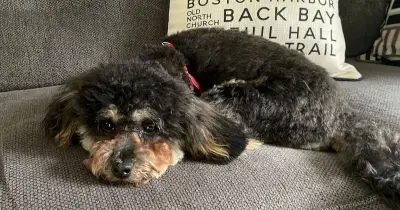 Vet Urges Pet Owners to Bring Dog In Immediately If They Spot 2 Changes