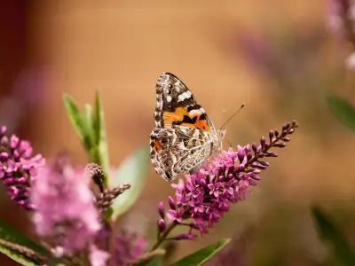 Wales sees once-in-a-decade painted lady butterfly influx, public urged to help count